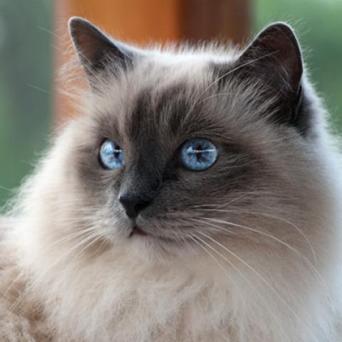 image cats_hr_0053-jpg