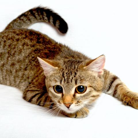 image cats_hr_0055-jpg