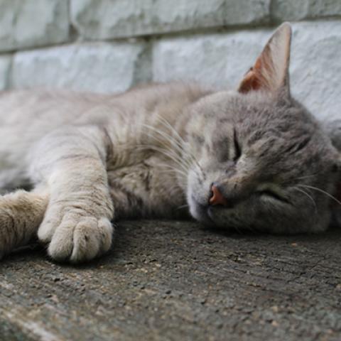 image cats_hr_0056-jpg