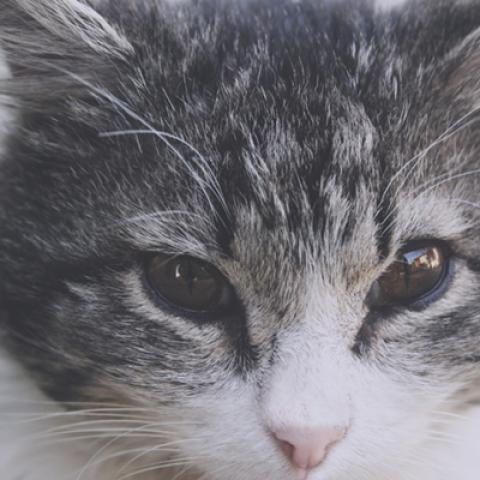image cats_hr_0057-jpg