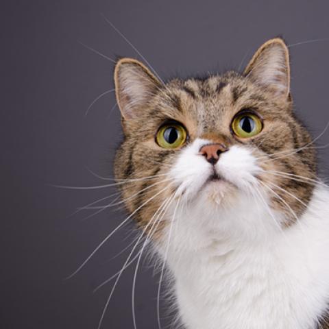 image cats_hr_0058-jpg