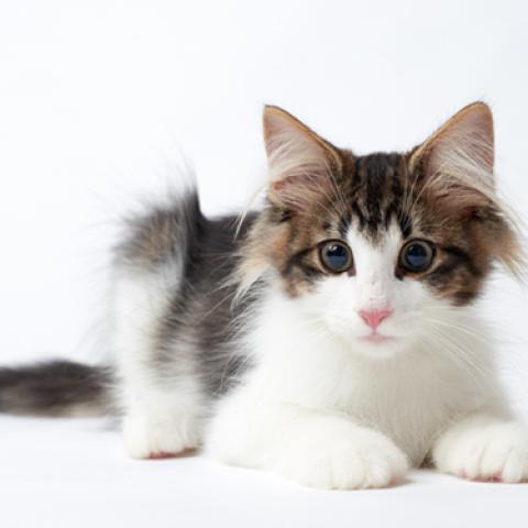 image cats_hr_0059-jpg
