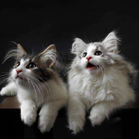 image cats_hr_0060-jpg