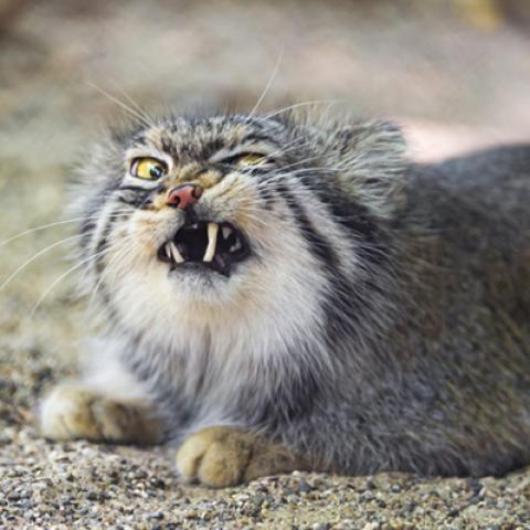 image cats_hr_0061-jpg