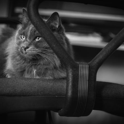 image cats_hr_0062-jpg