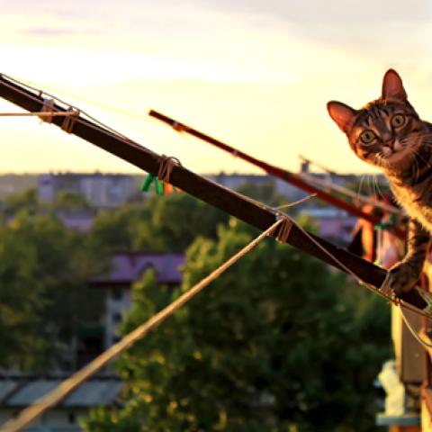 image cats_hr_0063-jpg