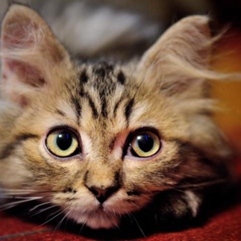 image cats_hr_0064-jpg