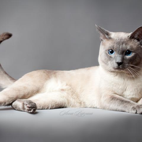 image cats_hr_0065-jpg