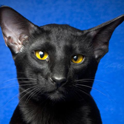 image cats_hr_0066-jpg