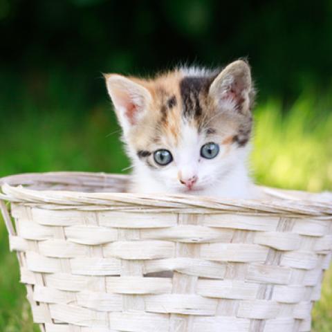 image cats_hr_0067-jpg