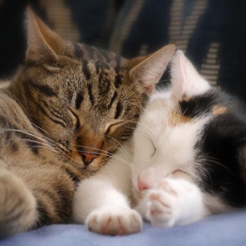 image cats_hr_0068-jpg