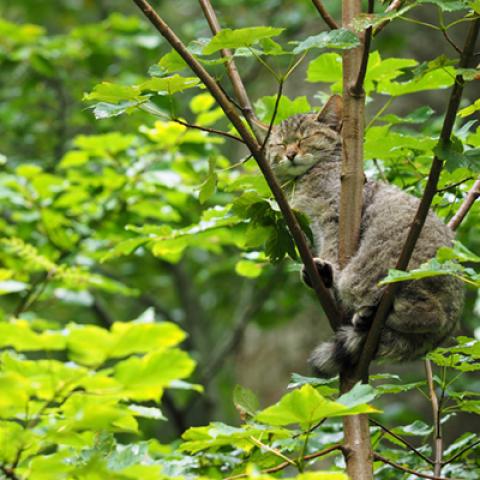 image cats_hr_0069-jpg
