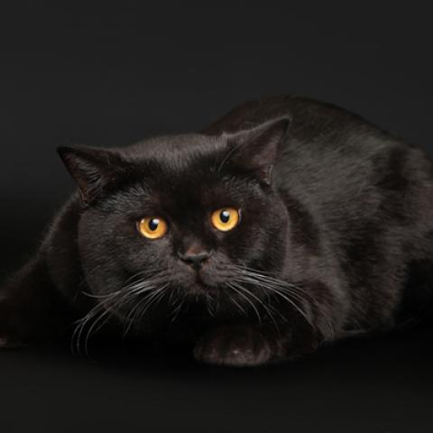 image cats_hr_0070-jpg