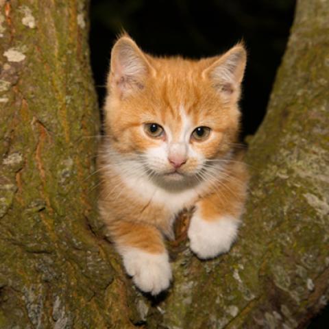 image cats_hr_0071-jpg