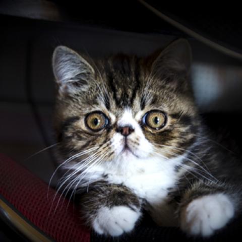 image cats_lr_0001-jpg