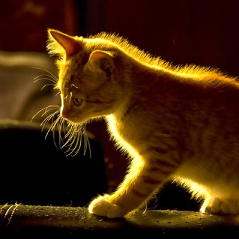 image cats_lr_0004-jpg