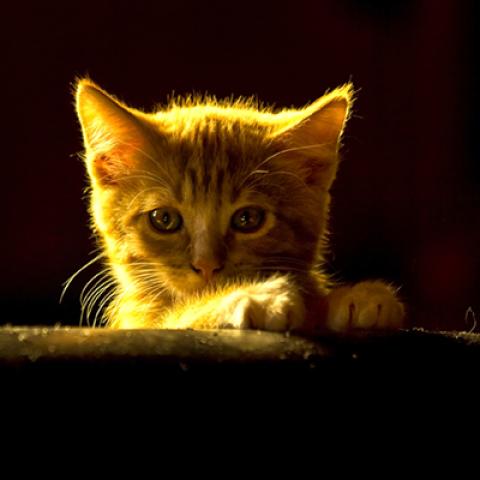 image cats_lr_0005-jpg