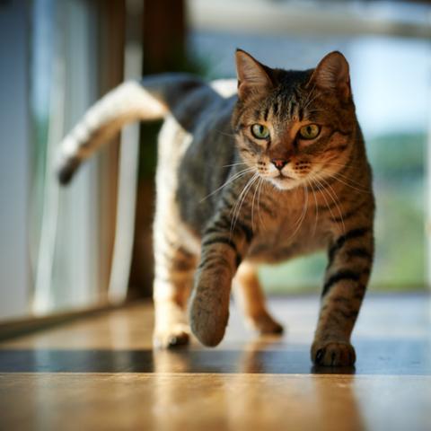 image cats_lr_0007-jpg