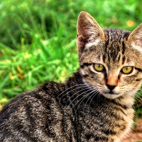 image cats_lr_0009-jpg