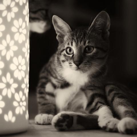 image cats_lr_0010-jpg