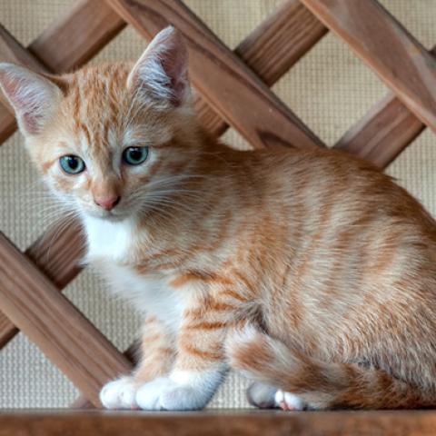 image cats_lr_0011-jpg