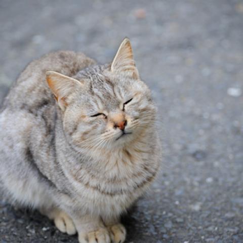 image cats_lr_0012-jpg