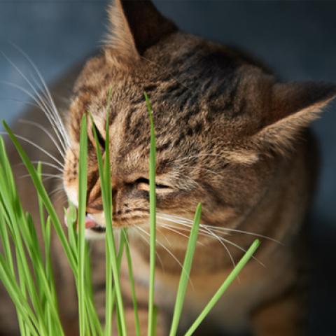 image cats_lr_0013-jpg