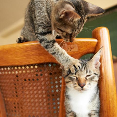 image cats_lr_0014-jpg