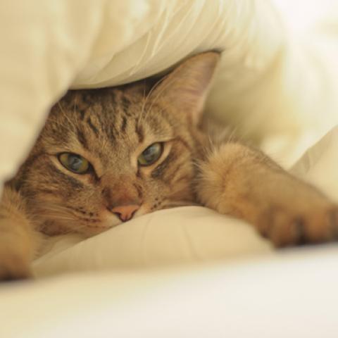 image cats_lr_0016-jpg