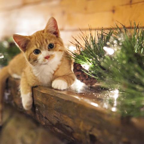 image cats_lr_0017-jpg