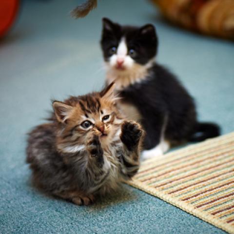 image cats_lr_0018-jpg