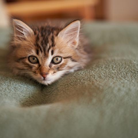 image cats_lr_0019-jpg