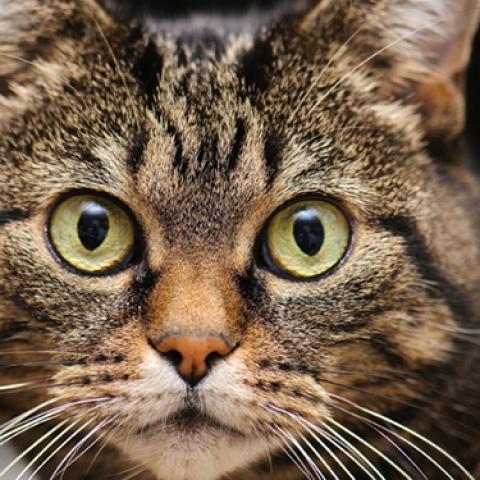 image cats_lr_0020-jpg