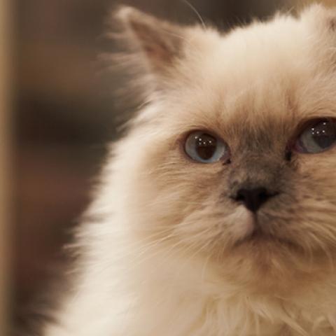 image cats_lr_0022-jpg