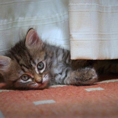 image cats_lr_0023-jpg