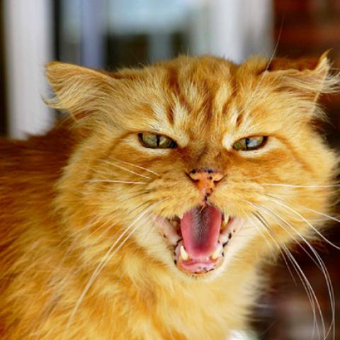 image cats_lr_0024-jpg