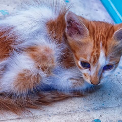 image cats_lr_0025-jpg