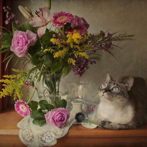 image cats_lr_0026-jpg
