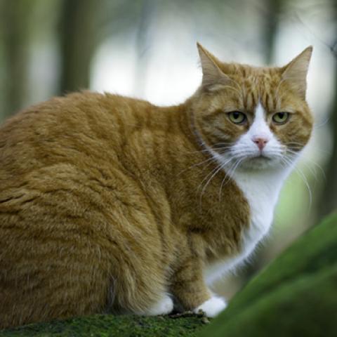 image cats_lr_0027-jpg