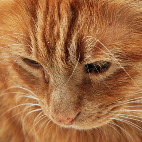 image cats_lr_0028-jpg