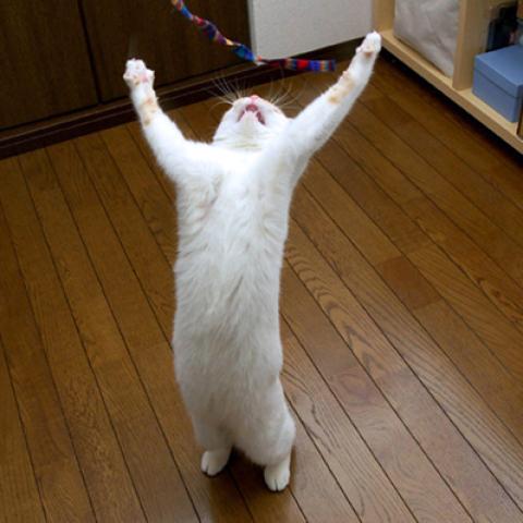 image cats_lr_0029-jpg