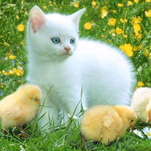 image cats_lr_0030-jpg