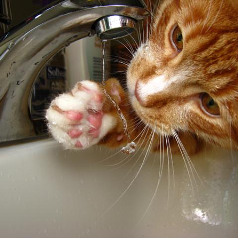 image cats_lr_0031-jpg