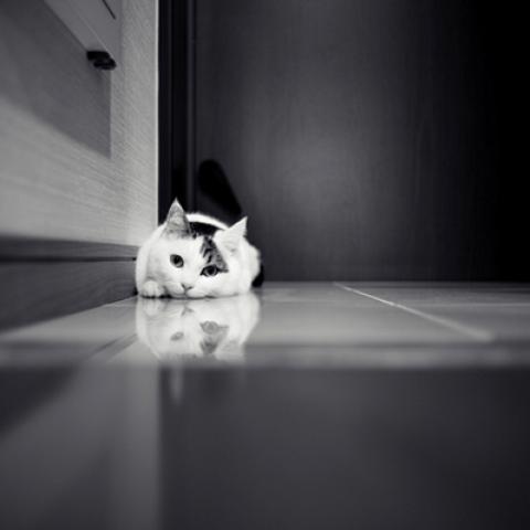image cats_lr_0033-jpg