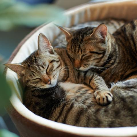 image cats_lr_0034-jpg