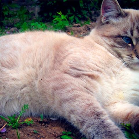 image cats_lr_0035-jpg