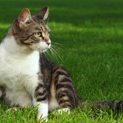 image cats_lr_0036-jpg