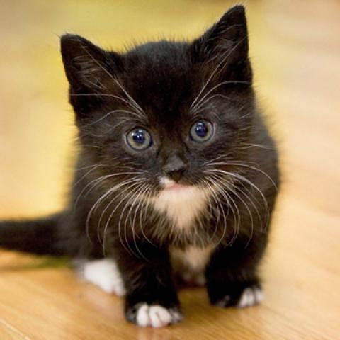 image cats_lr_0037-jpg