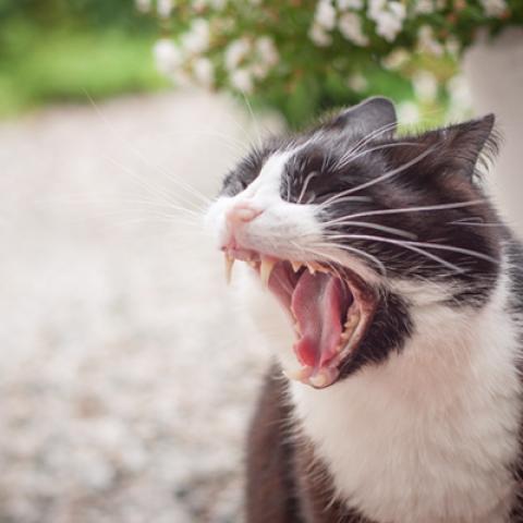 image cats_lr_0038-jpg