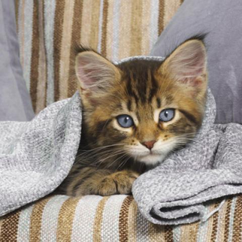 image cats_lr_0039-jpg